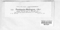 Pseudopeziza medicaginis image